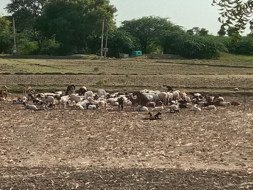 Sheep flock over the field, Polepalli, Timbaktu Collective